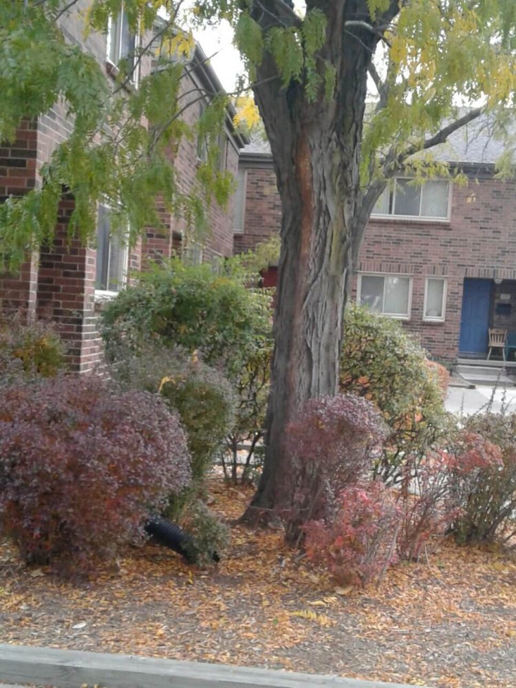 Calumet Townhomes Detroit MI Low income Housing Apartments Landscaping